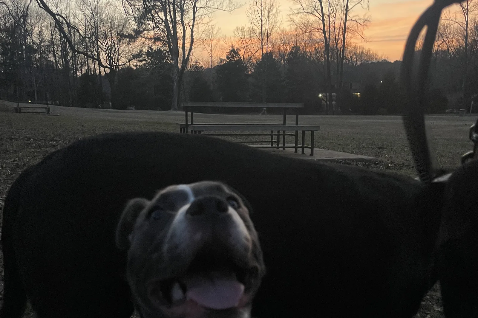 Two leashed dogs at Lamar Park in Oxford at sunset.