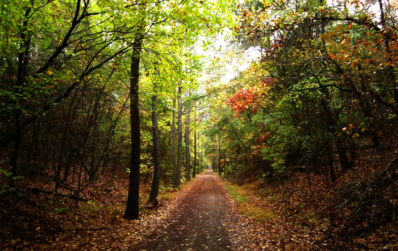 Fall leaves on the South Campus Rail Trail, the old Mississippi Central Railroad bed south of the Ole Miss campus in Oxford.